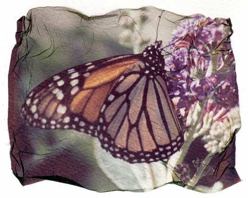 Monarch Butterfly