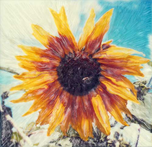 Sunflower