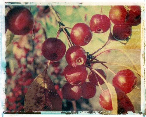 Red Berries