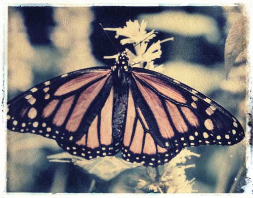 Monarch Butterfly