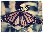 Monarch Butterfly